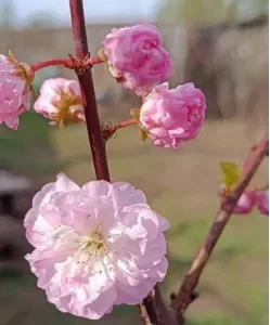 миндаль трехлопастной