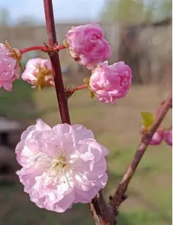 миндаль трехлопастной