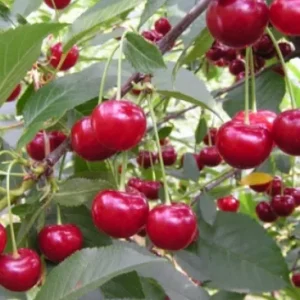 УЙФЕХЕРТОЙ ФЮРОТШ