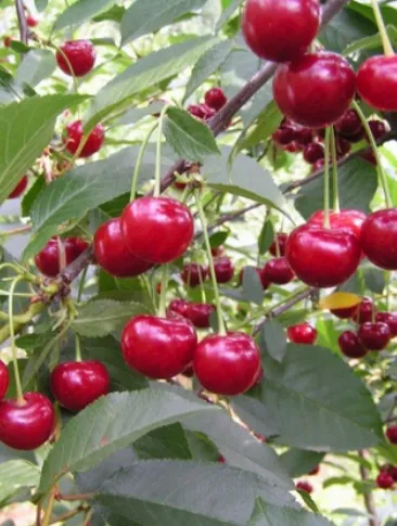 УЙФЕХЕРТОЙ ФЮРОТШ