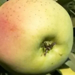 голд миллениум