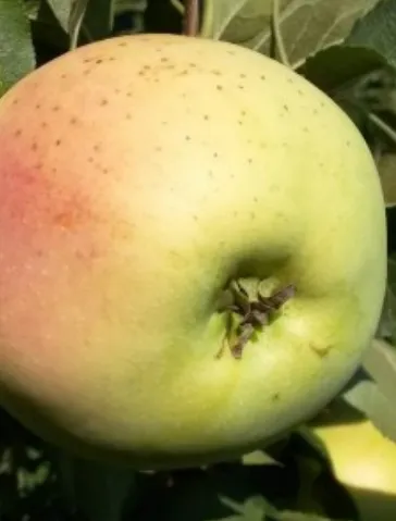 голд миллениум