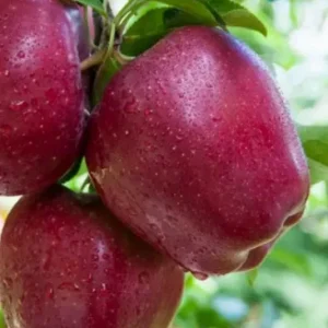 роял ред делишес