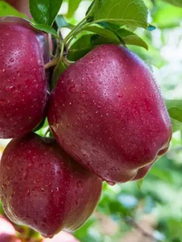 роял ред делишес