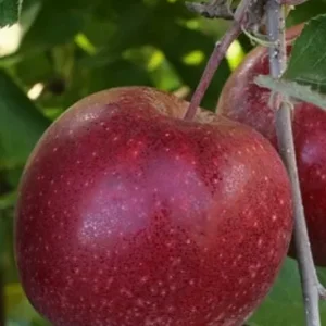 джонопринц