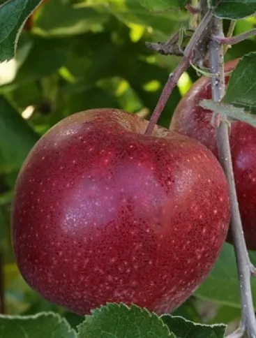 джонопринц