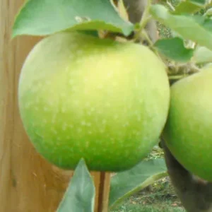 гранни смит