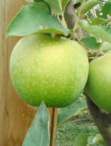 гранни смит