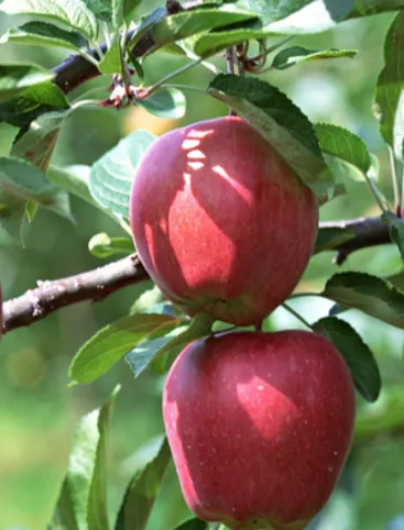 ГАЛА РИЧАРД