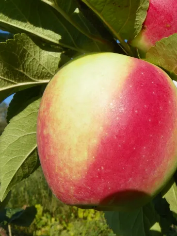 перлына киева