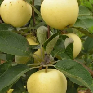 БЕЛЫЙ НАЛИВ