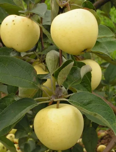 БЕЛЫЙ НАЛИВ