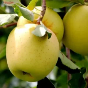 ГОЛДЕН ДЕЛИШЕС