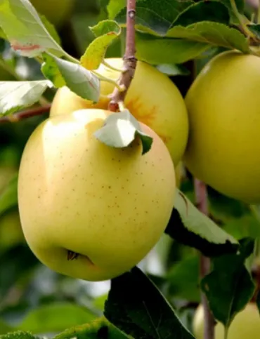 ГОЛДЕН ДЕЛИШЕС