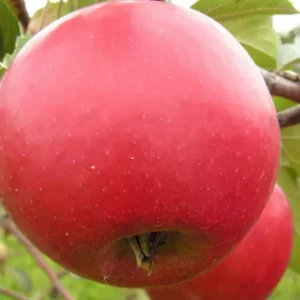 коваленковское