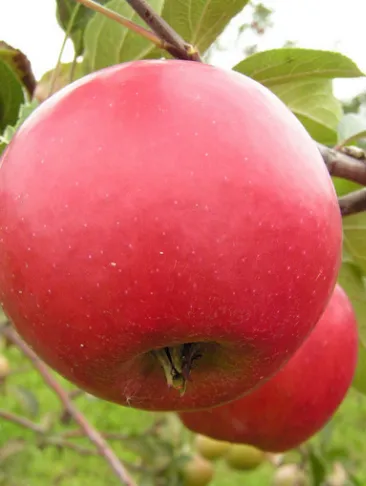 коваленковское