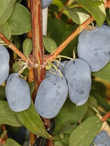 БОРЕАЛ БЬЮТИ