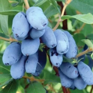 БОРЕАЛ БИСТ