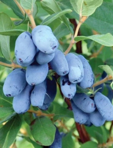 БОРЕАЛ БИСТ