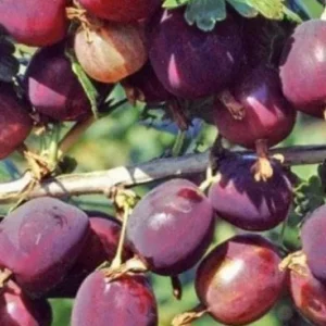 СЕВЕРНЫЙ КАПИТАН