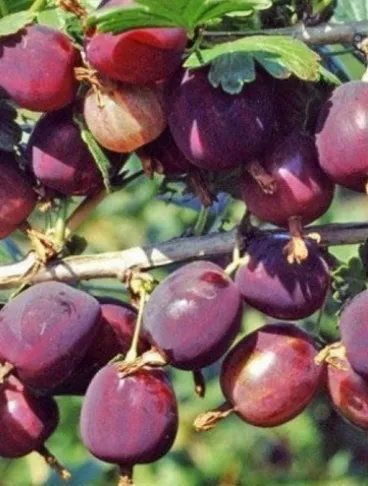 СЕВЕРНЫЙ КАПИТАН