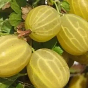 КУРШУ ДЗИНТАРС