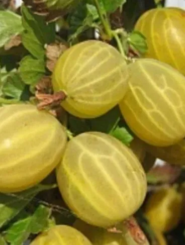 КУРШУ ДЗИНТАРС