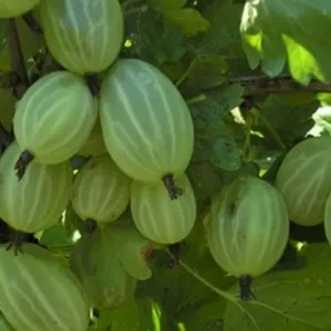 ЗЕЛЁНЫЙ ДОЖДЬ