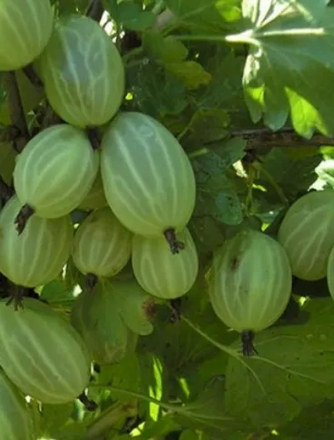 ЗЕЛЁНЫЙ ДОЖДЬ