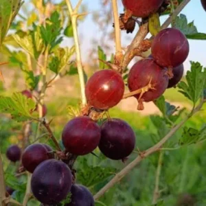 НЕСЛУХОВСКИЙ