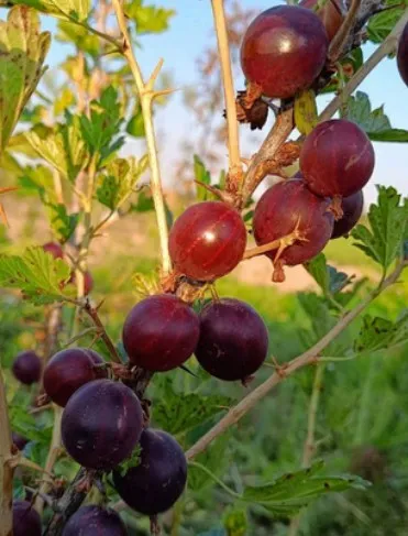 НЕСЛУХОВСКИЙ