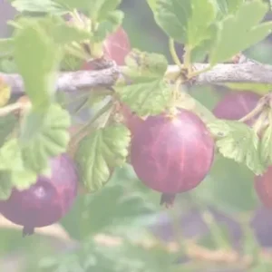 КРАСНЫЙ СЛАВНЫЙ