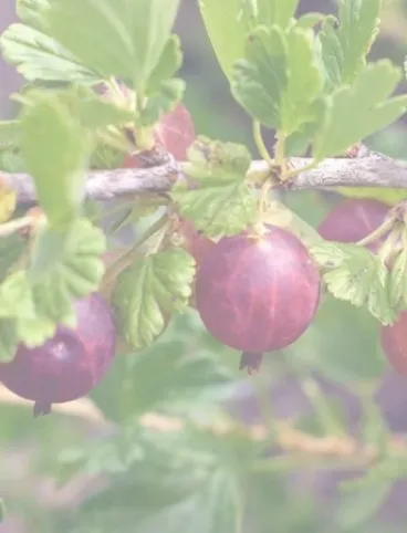 КРАСНЫЙ СЛАВНЫЙ