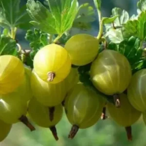 ХИННОНМАЙНЕН КЕЛЬТАЙНЕН