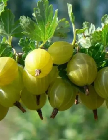 ХИННОНМАЙНЕН КЕЛЬТАЙНЕН